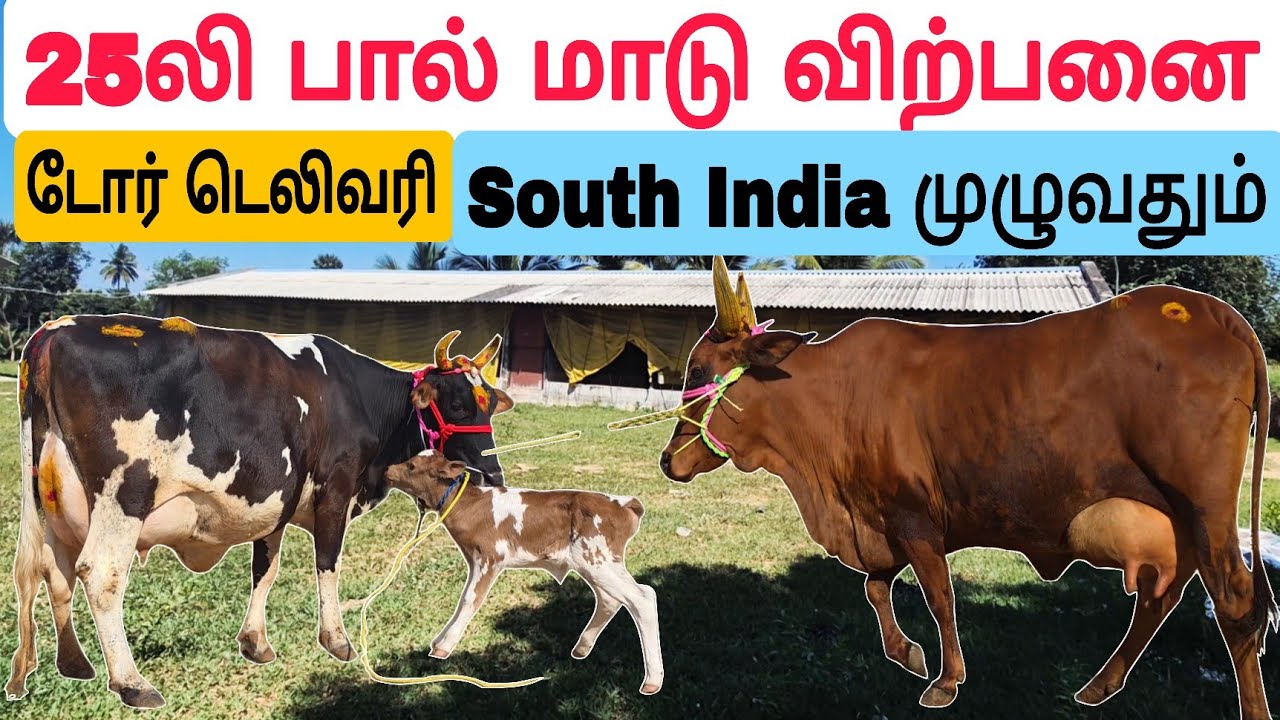 தமிழ்நாட்டில் யாரும் தர முடியாத குறைந்த விலையில் பால் மாடு விற்பனை #பசுமாடு #பால்மாடு #cow #cowsale 