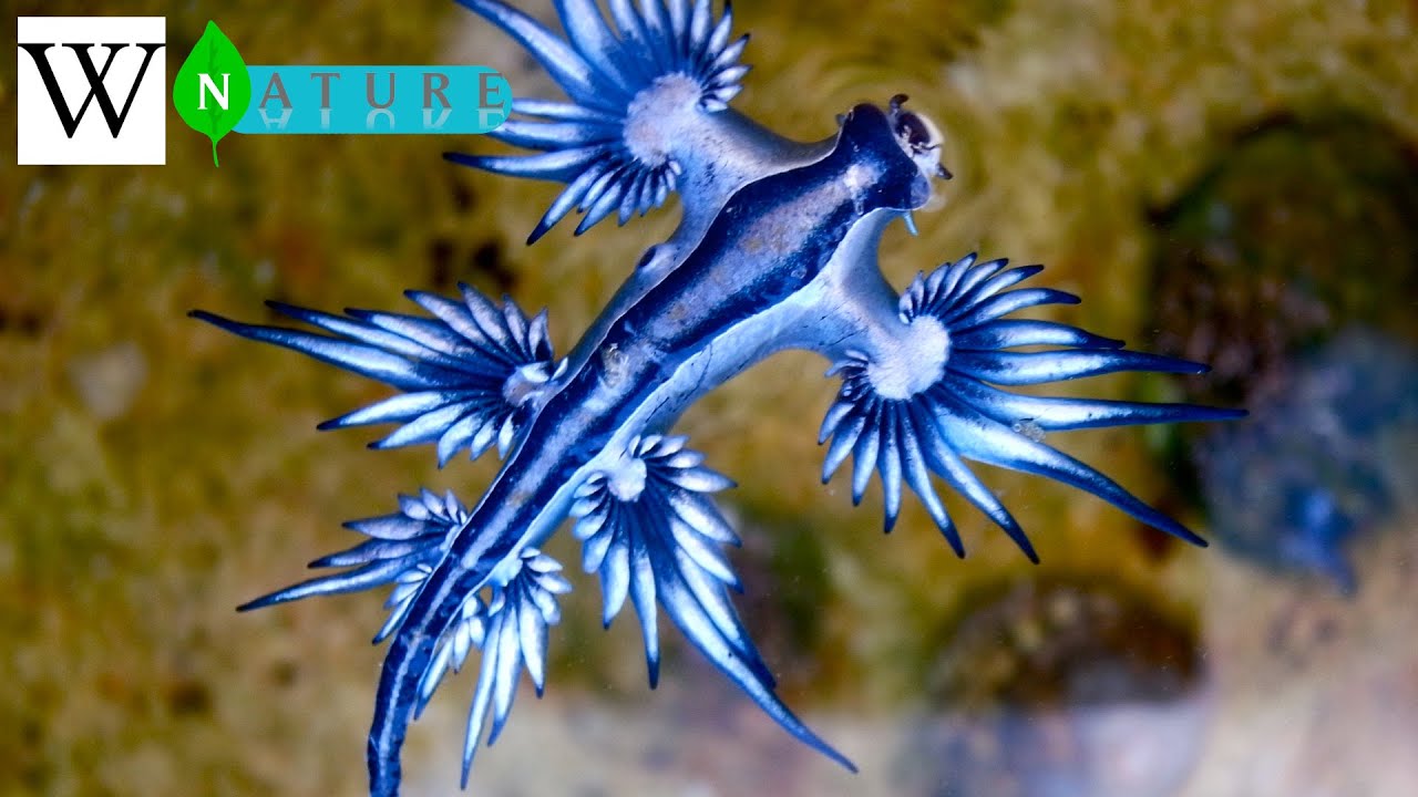 GLAUCUS ATLANTICUS | WikiNature 🍃