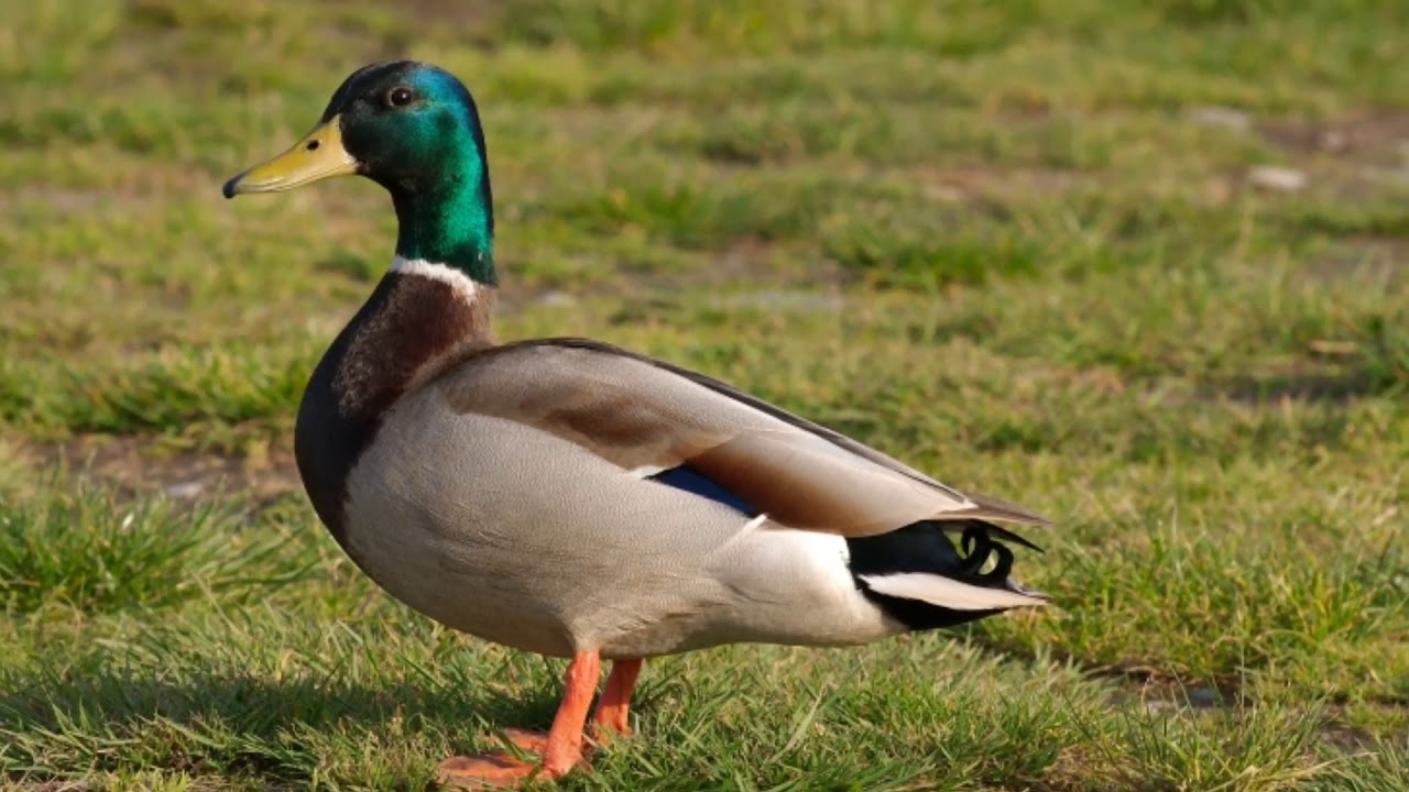 sonido de pato cuak sonido de memes