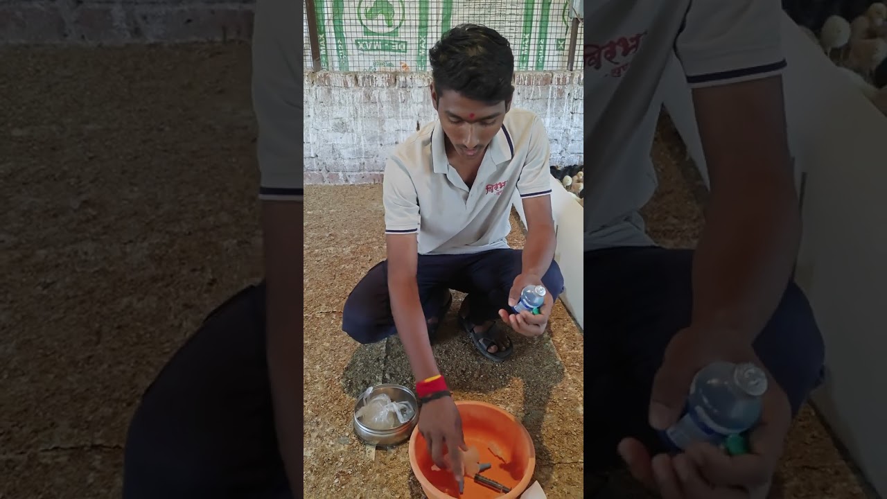 पिल्लांच्या लसीकरणा बद्दल संपूर्ण माहिती 💬  #agriculture #poultryfarmer #लसीकरण #viral #vlog #gavthi