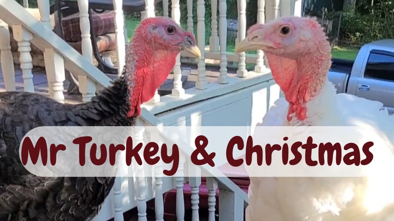 🦃TURKEYS Before They Got Too FAT🦃