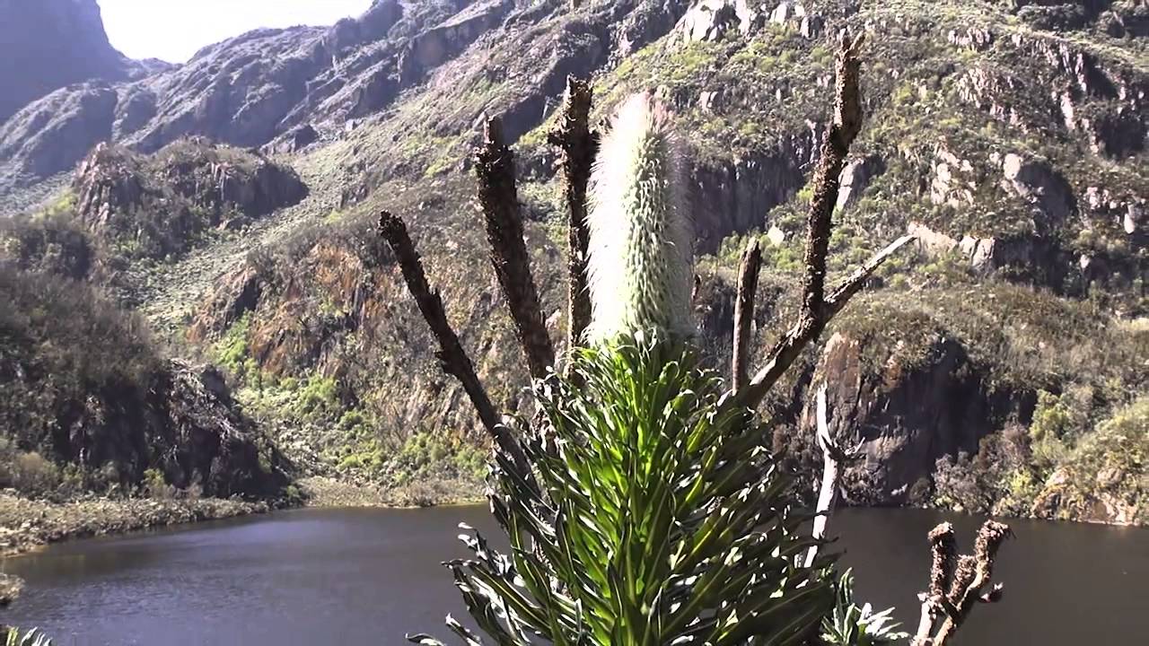 RWENZORI
