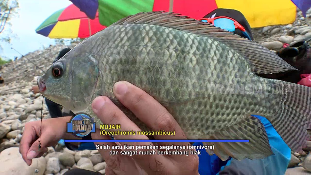 MANCING MANIA | MENCARI GURAME MONSTER DAN MUJAIR DI DALAM HUTAN (25/02/18) 1-3