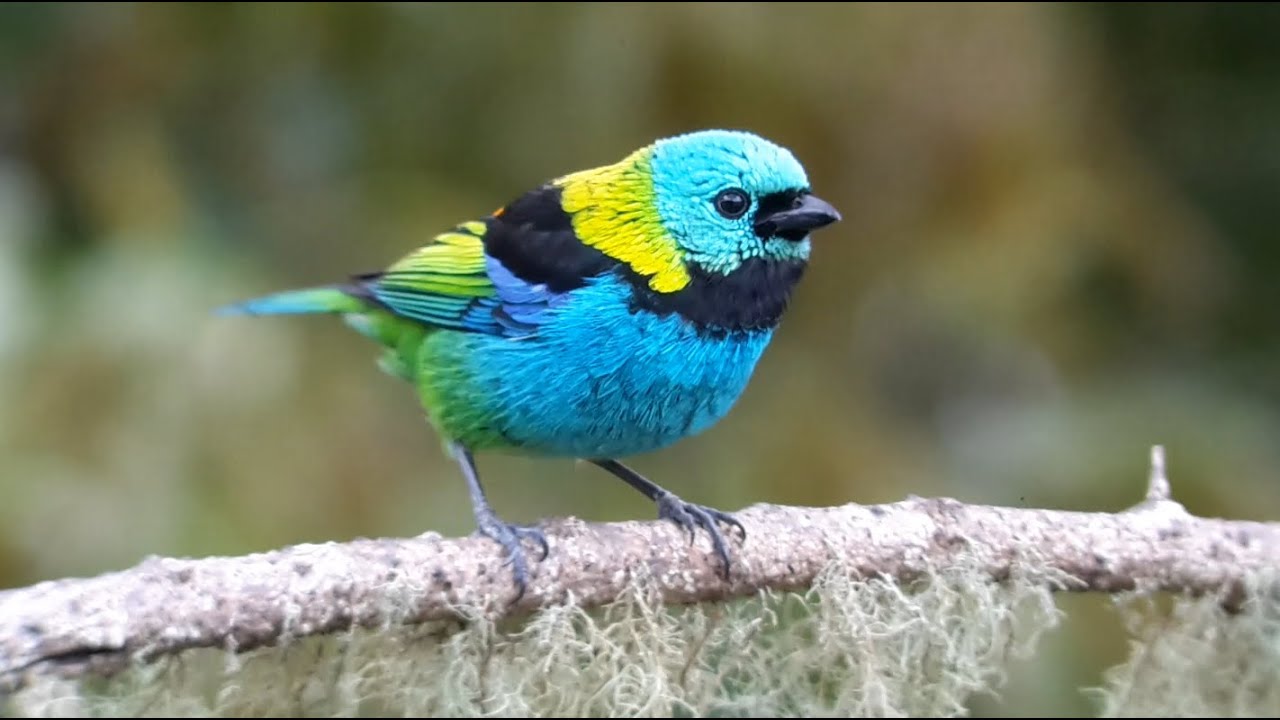 Birding Brazil - SE Atlantic Rainforest