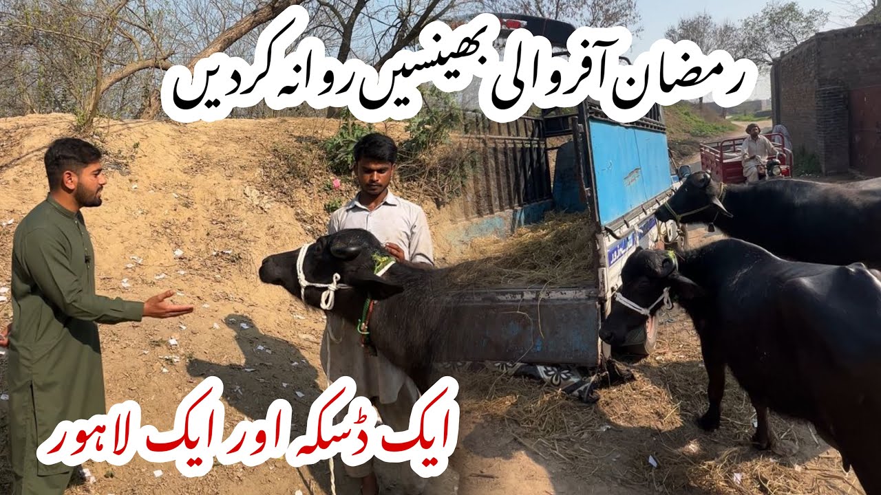 3rd day of ramzan big sale today[ڈسکہ اور لاہور بھینسں روانہ کر دیں]#farmologysherry #cow #fouryoupg