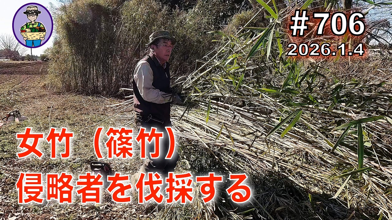【女竹（篠竹）】 第706話、農閑期に畑の侵略者の「女竹（篠竹）」を伐採する。 #オーガニック栽培 #家庭菜園 #農業VLOG