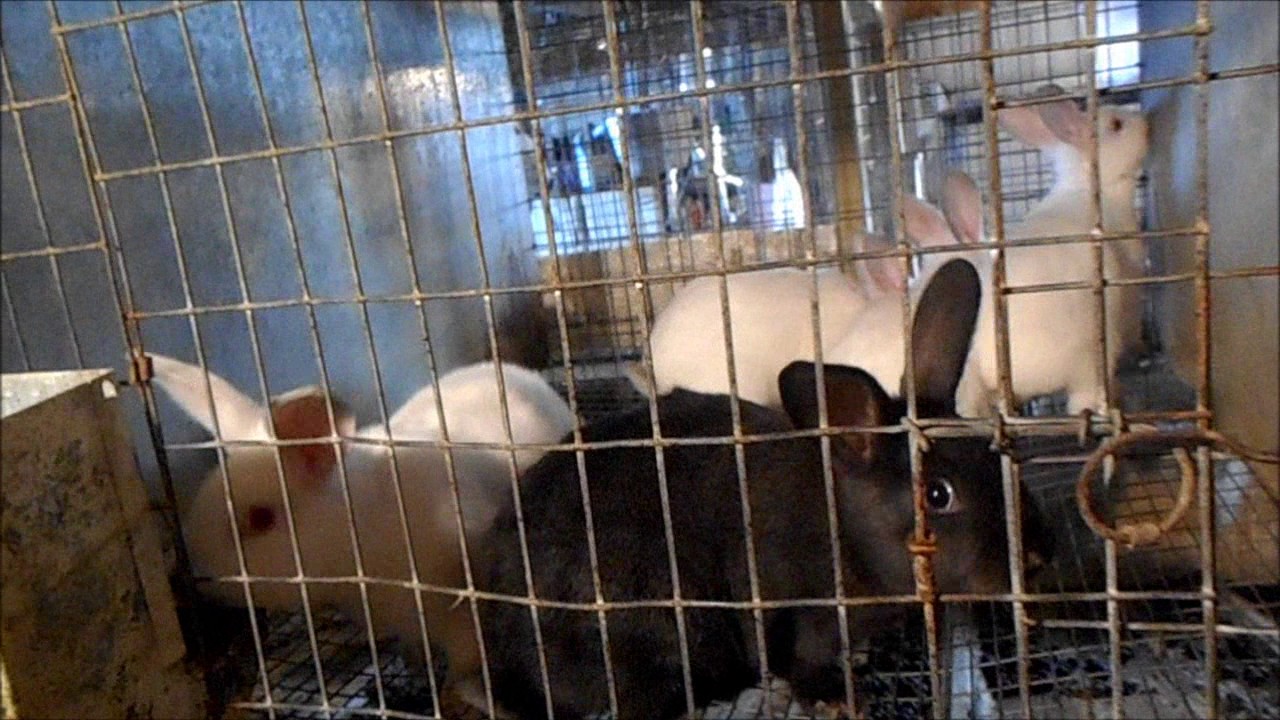 Rabbit grow out cages