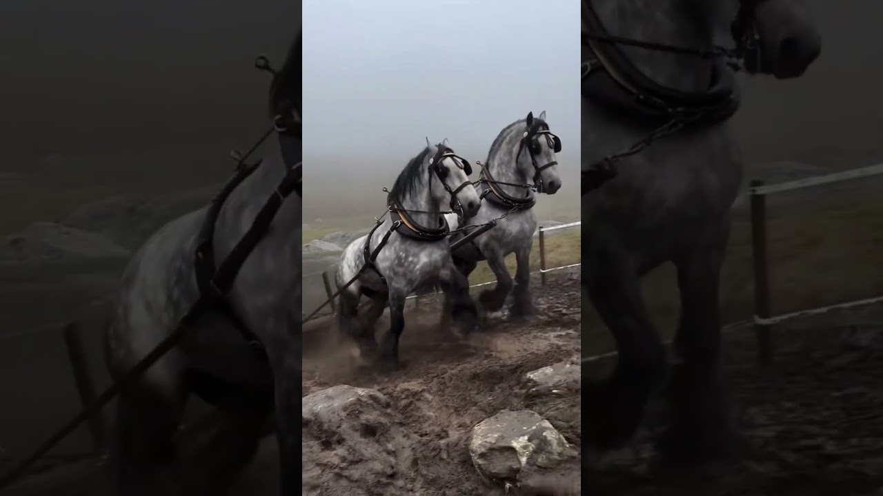 2 Draft Horses Pull Heavy Sled Up Mountain in Heavy Rain during competition