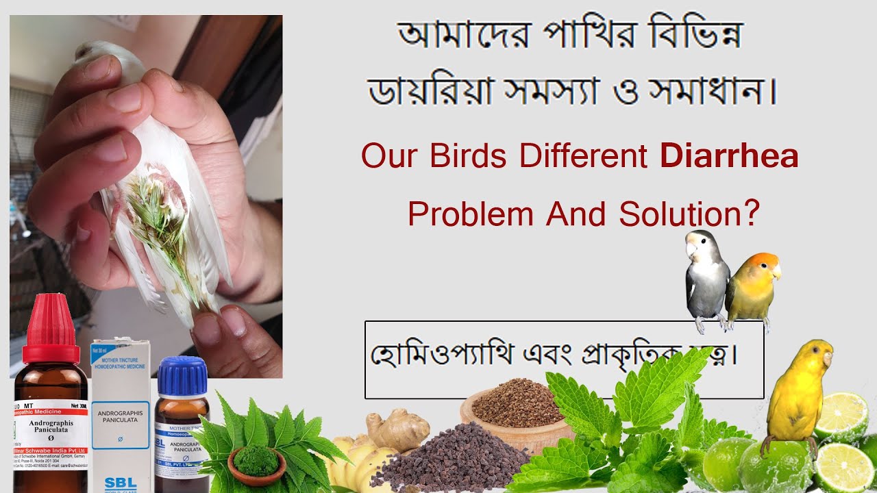Our Birds Different Diarrhea Problem And Solution? | আমাদের পাখির বিভিন্ন ডায়রিয়া সমস্যা ও সমাধান?