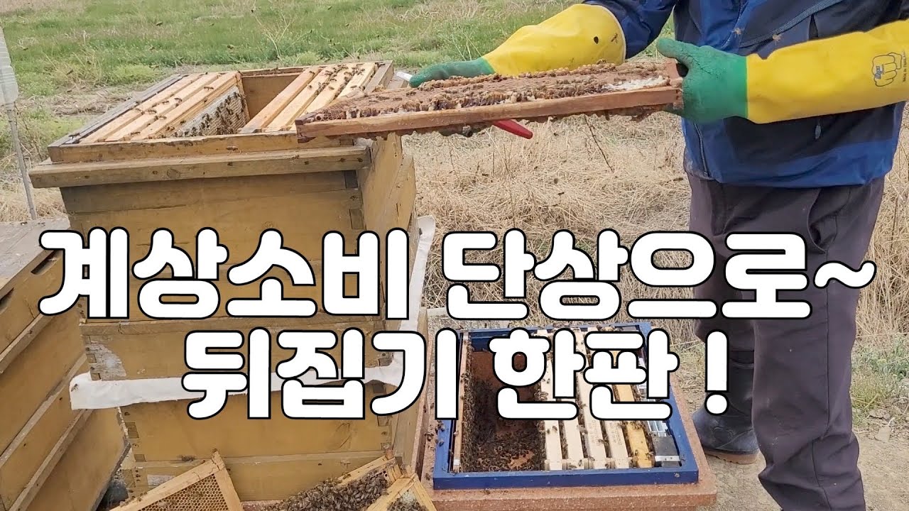 계상에서 찍은 깨끗한 새 소비에 최대산란받기 (분봉열 감소)