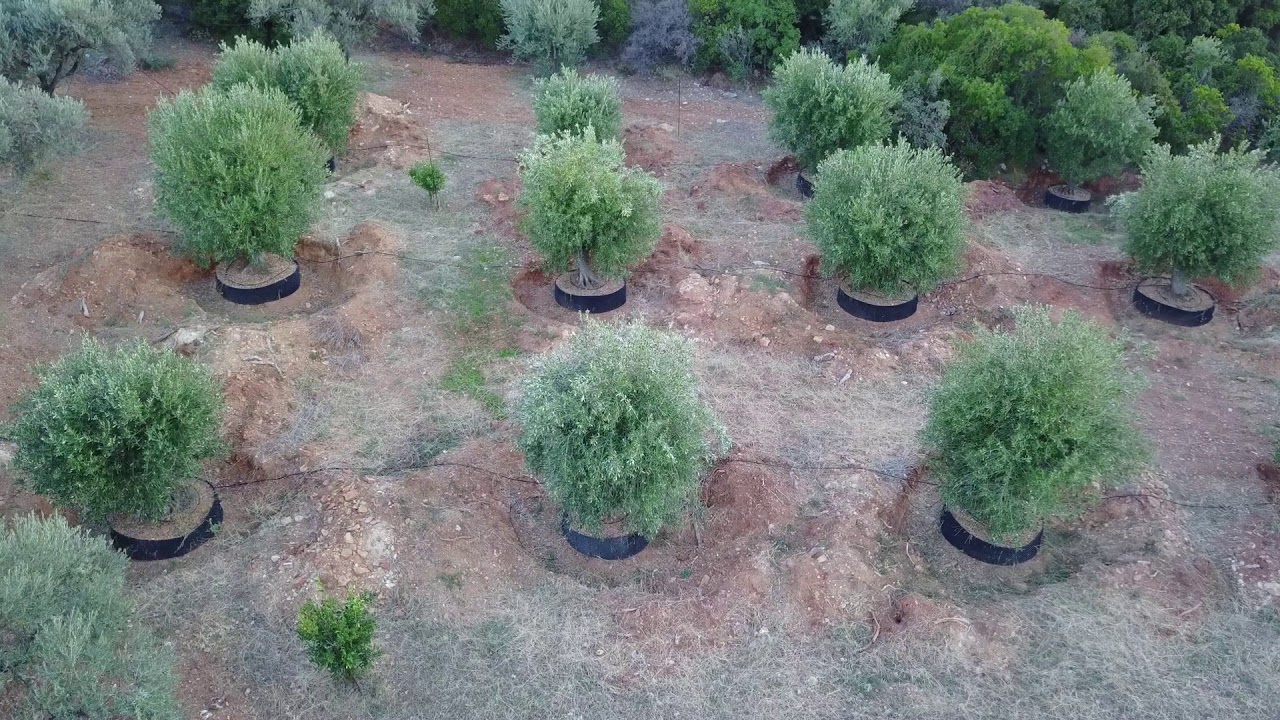 Large Olive Trees - New Root Development