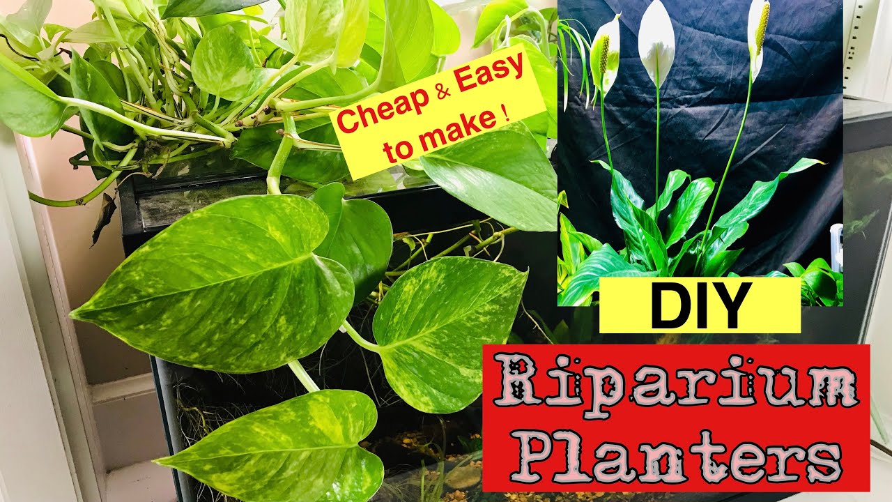 🪴🐠How to: DIY Riparium planters for Small and LARGE fish Tanks !🐠🪴