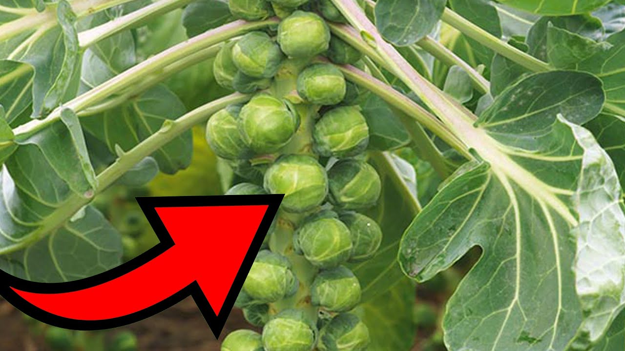 COLES DE BRUSELAS SEMILLERO 🚀TUTORIAL DE C&Oacute;MO HACERLO en MACETAS💚 MUY MUY SENCILLO