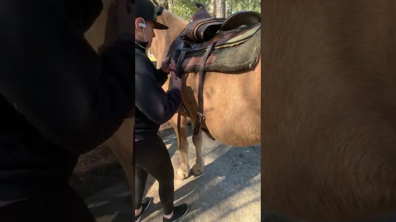 WIFE ADJUSTED THE HORSE GIRTH TIGHTER! 🤣 