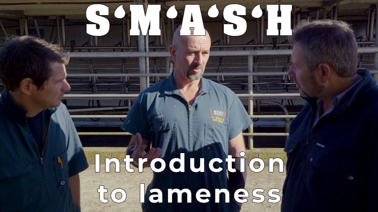 Introduction to Lameness