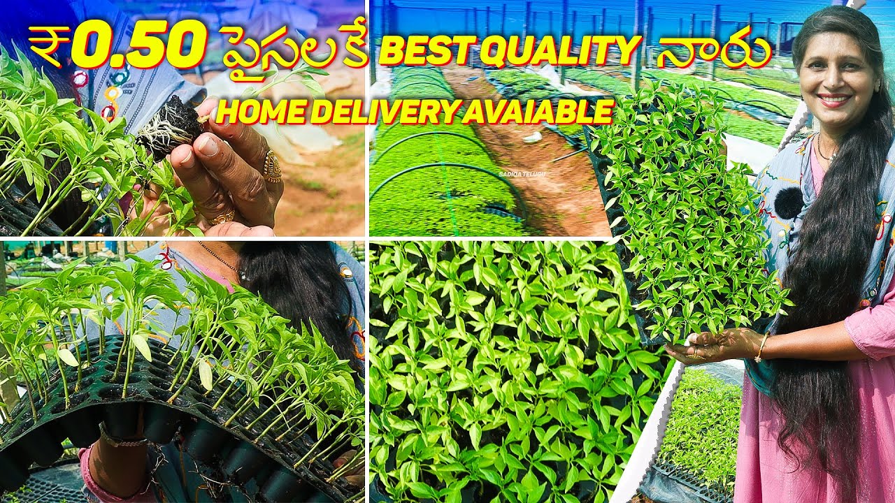 🔴BEST SAPLING NURSERY IN HYDERABAD | Starting at ₹0.50 | Home Delivery AVAILABLE