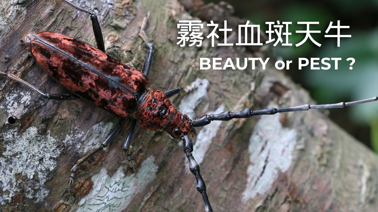 台灣最美的天牛—霧社血斑天牛的美麗與悲歌 ｜ Taiwan’s Most Beautiful Longhorn Beetle