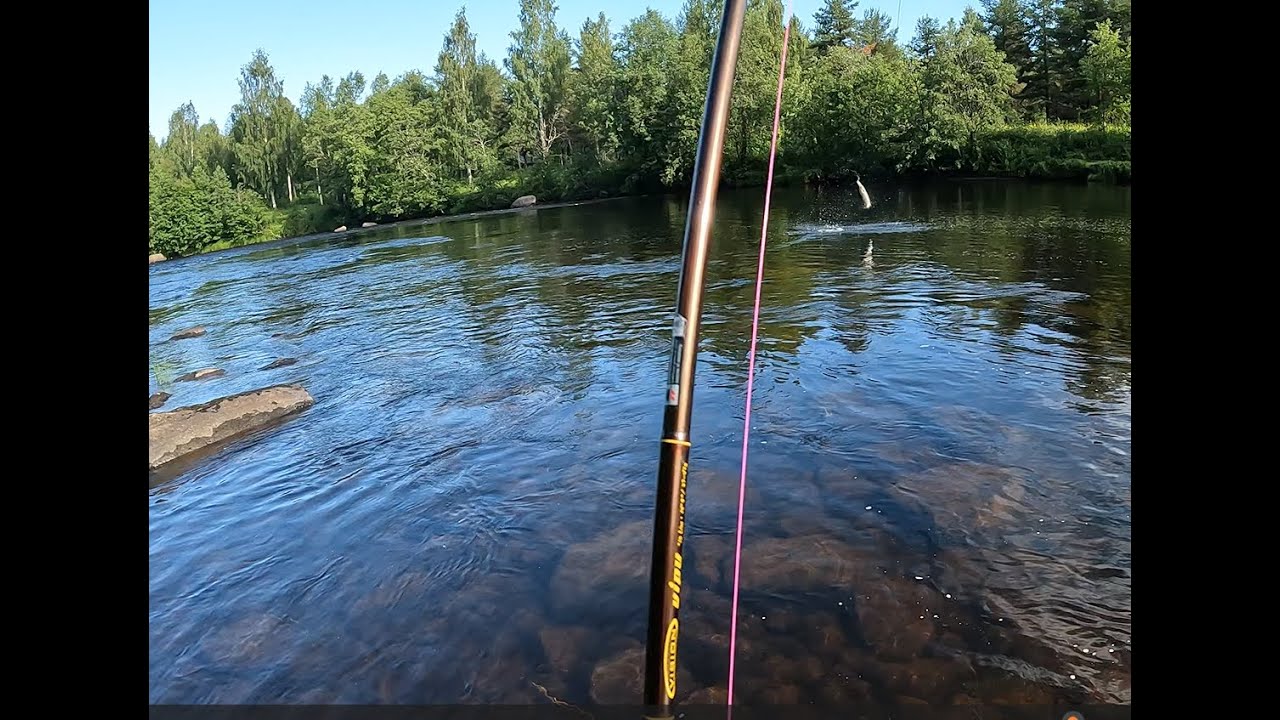 Lohen perhokalastusta | Salmon flyfishing.