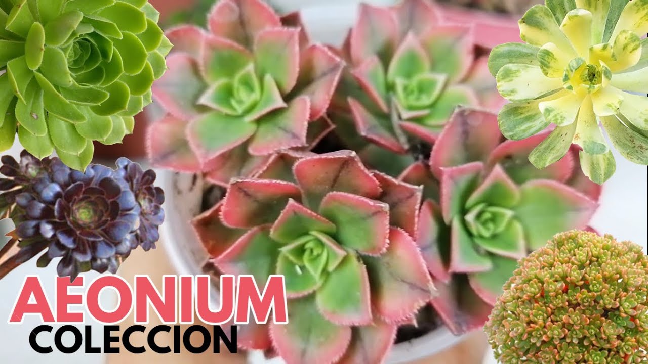 aeonium coleccion donsuculento