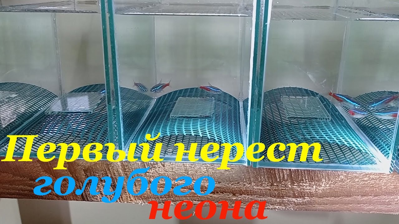 Голубой неон разведение Первый нерест голубого неона