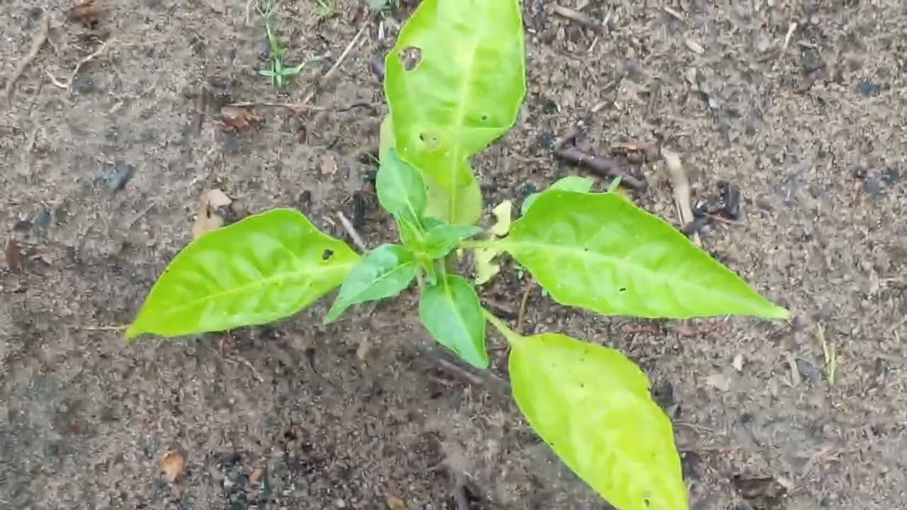 Mostrando nosso plantio de açaí cupuaçu e pimenta 