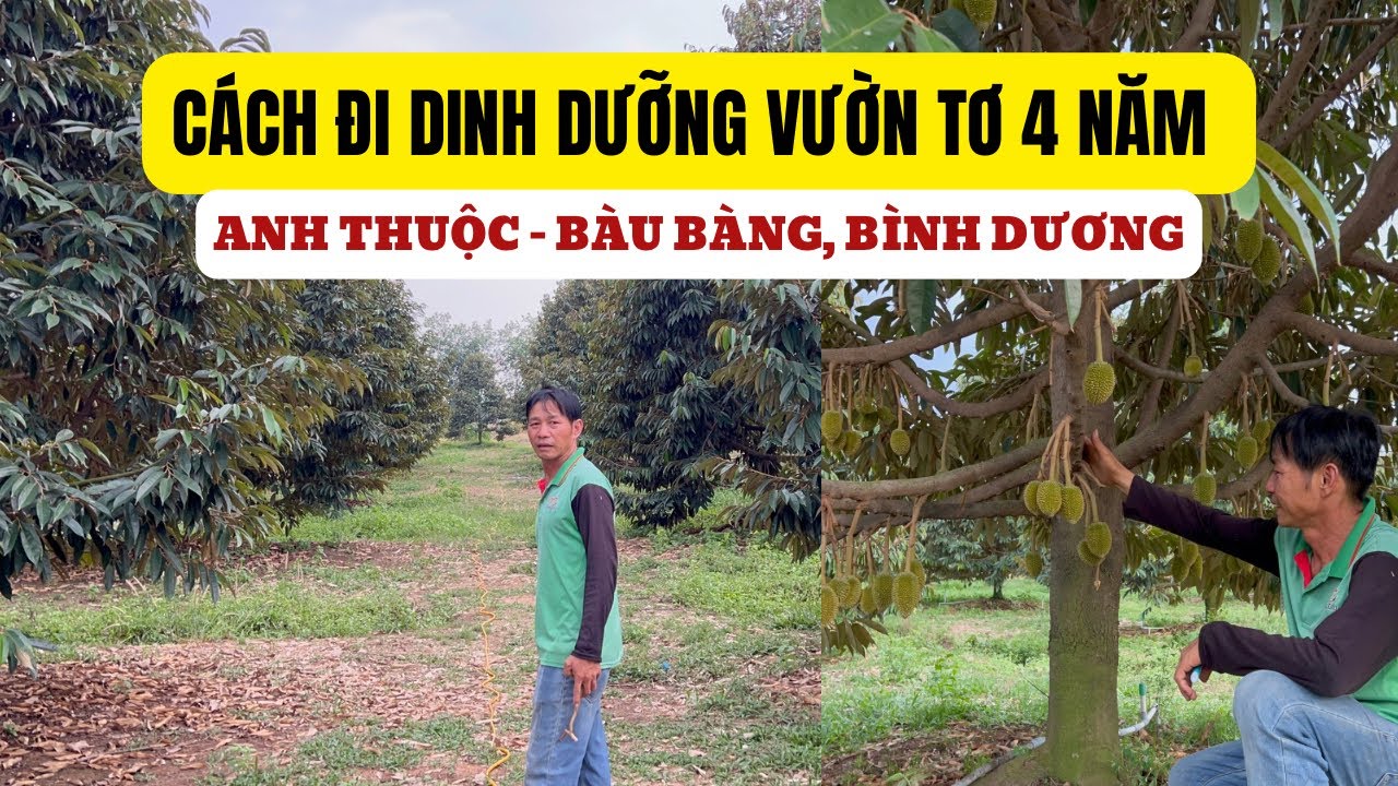 DINH DƯỠNG CHỦ LỰC CỦA VƯỜN TƠ 4 NĂM TRÁI 30 NGÀY
