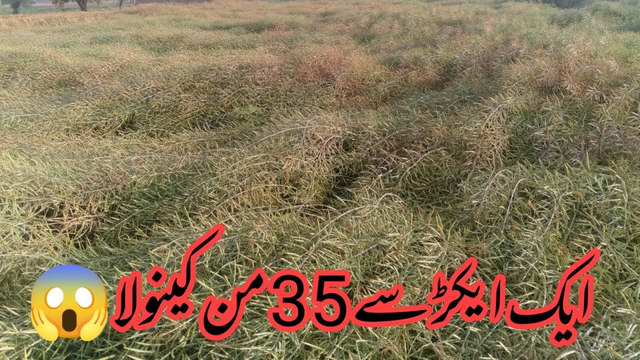 HC _ 021C by kanzo,Ag canola bumper average 1600 kg  Farmer name Nusrullah Javed