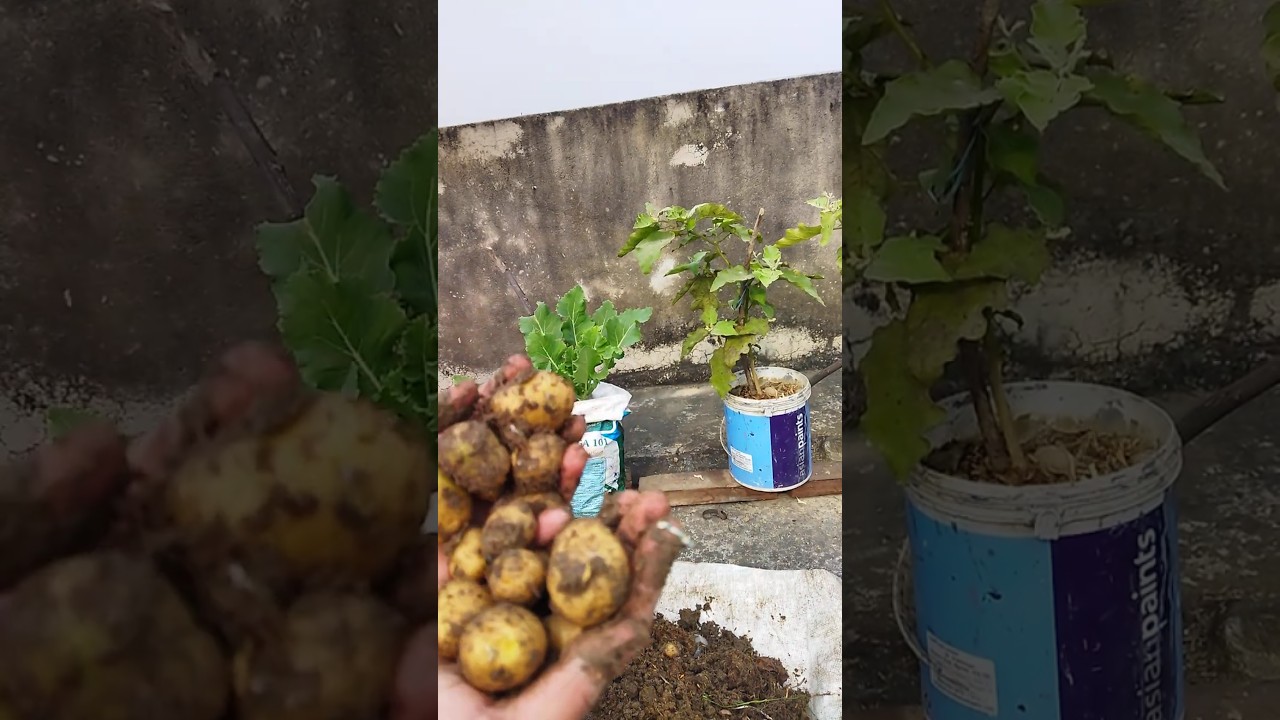 Harvesting Potatoes from Terrace Garden
