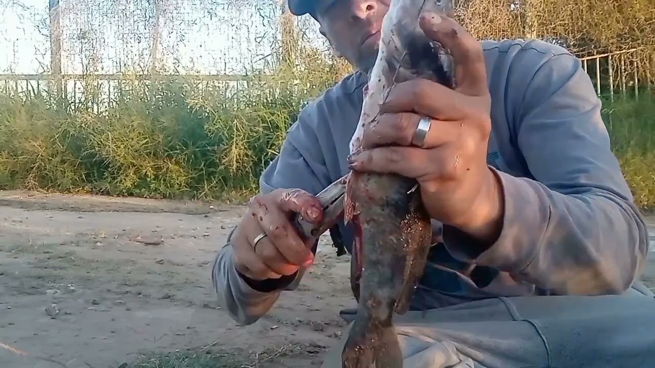 PESCA LLUVIOSA,BAGRES LAGUNEROS  BUENA PESCA ,💪