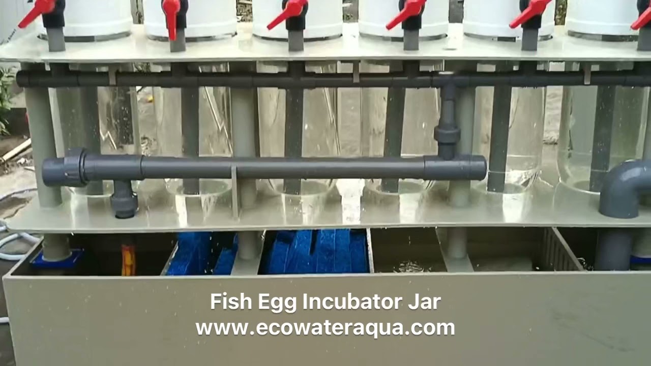 fish incubator jar for hatchery
