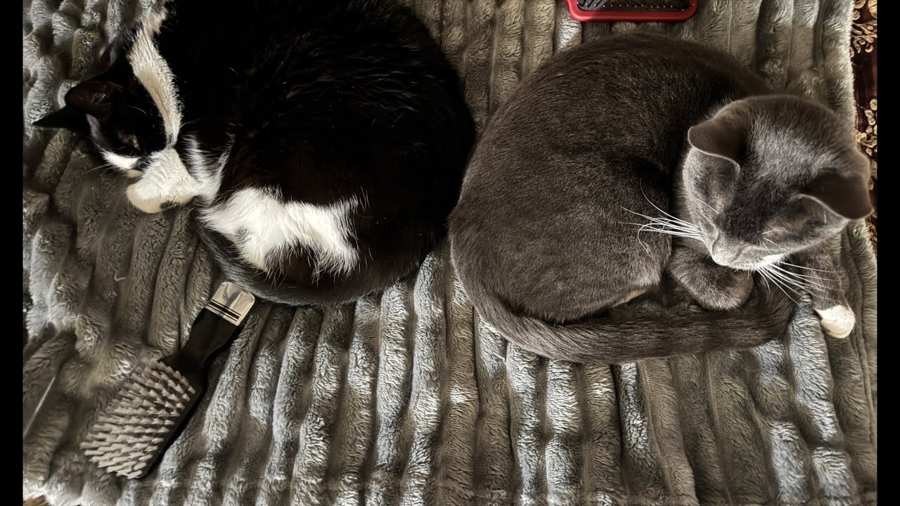 Cat videos JTB presents Fluff Happens: Cat Moments Live