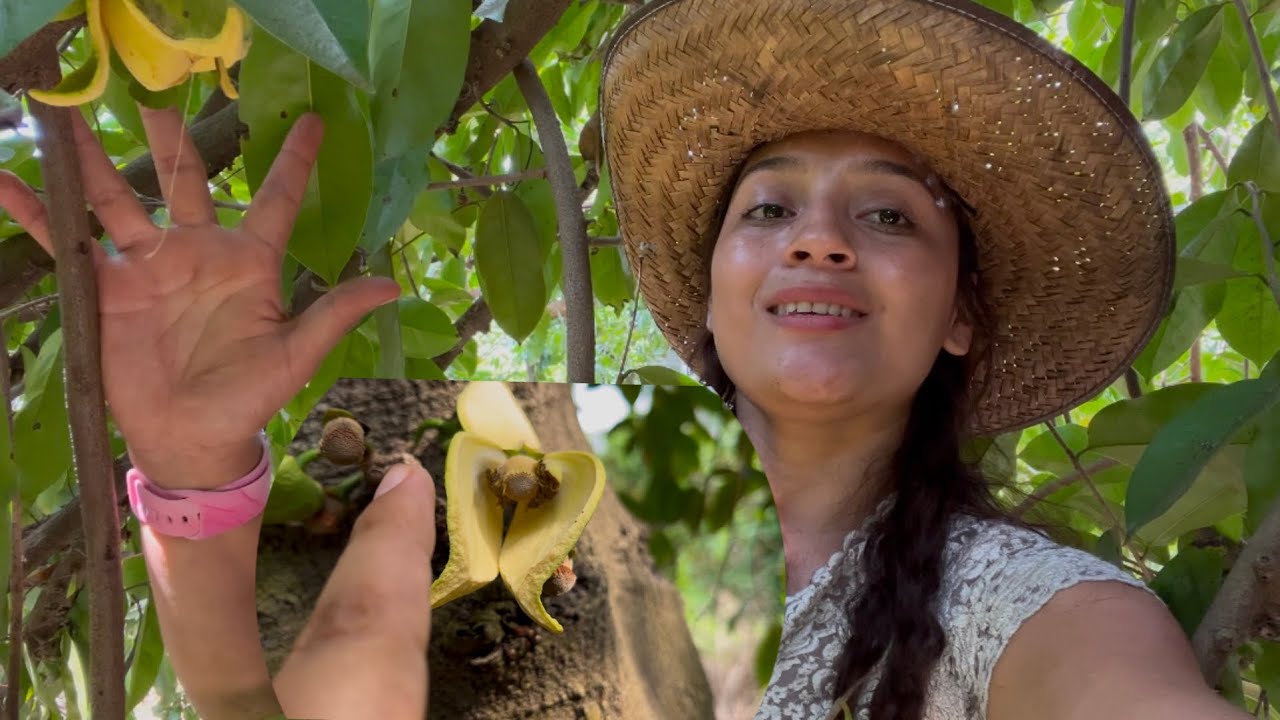 Qué pasa con la flor de guanábana?