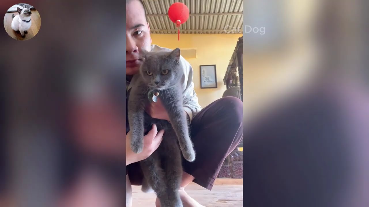 Funniest Cats and Dogs Videos 2026🐈🐕Try Not To Laugh😜 Part 38