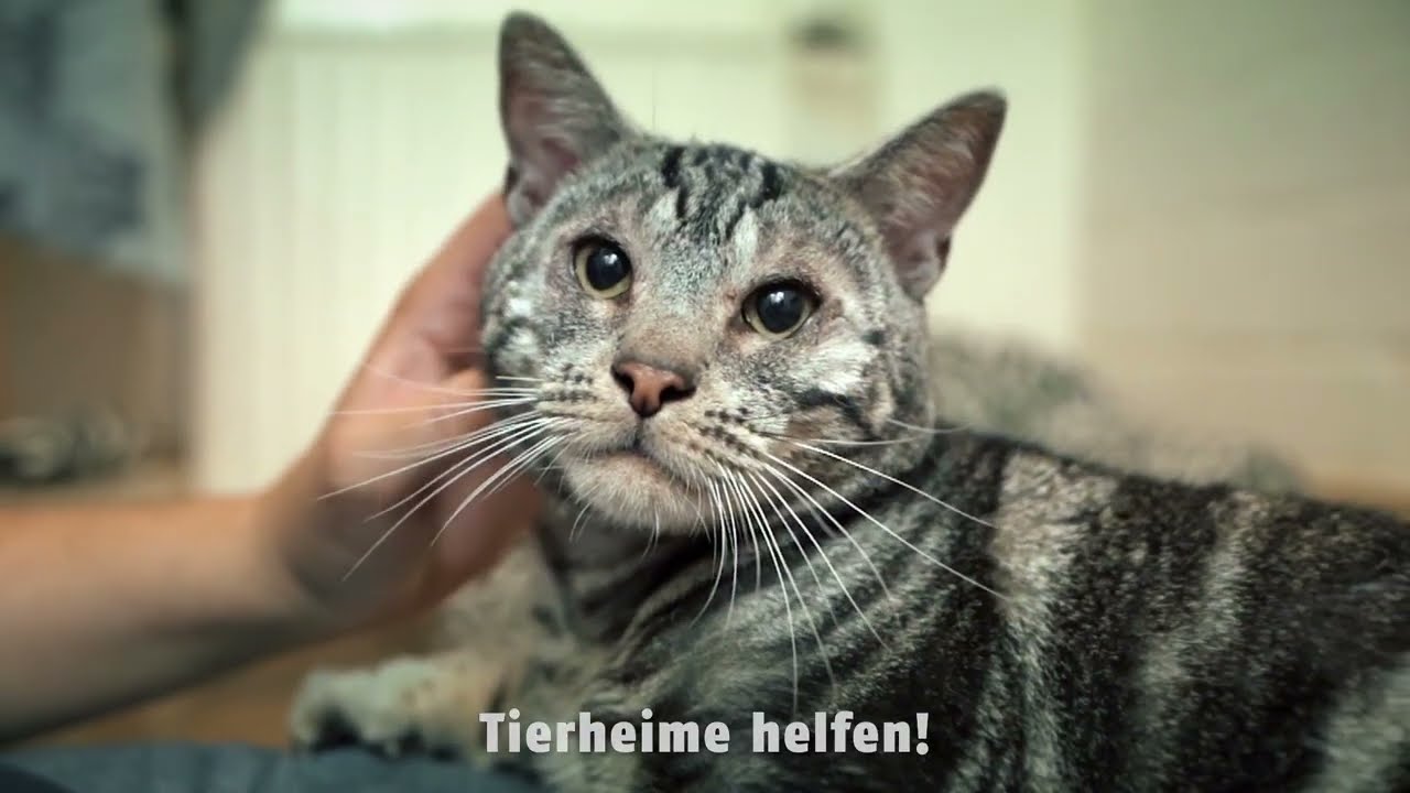 Entscheide dich f&uuml;r ein Tierheimtier!