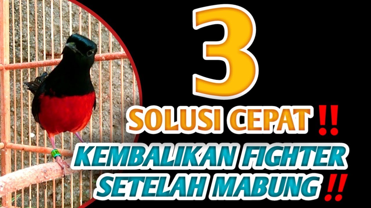 HILANG FIGHTER MURAI BATU SETELAH MABUNG‼️BISA JADI SOLUSI CEPAT✔️