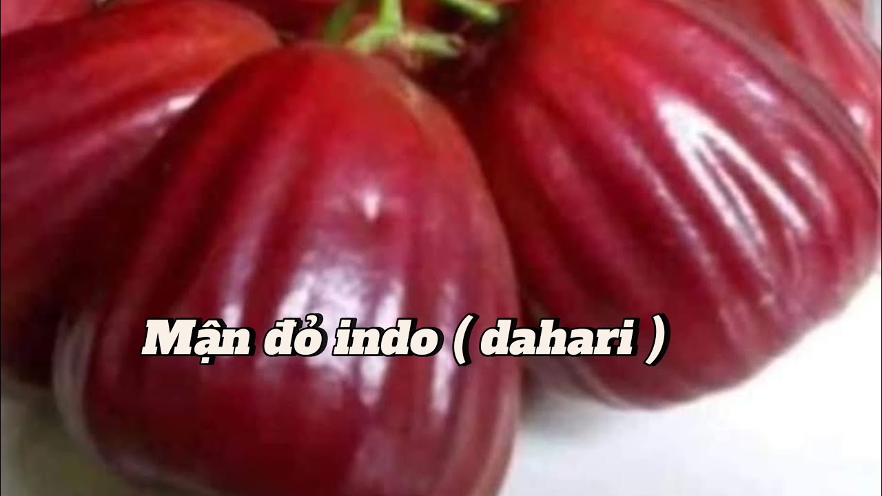 Cách nhận biết để phân biệt mận đỏ indo ( dahari )