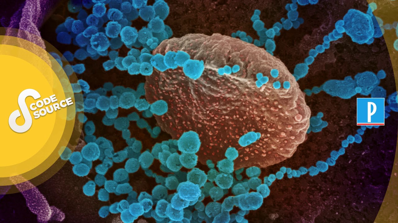 [PODCAST] Les coronavirus, c’est quoi ? Plongée, au microscope, dans la biologie des virus