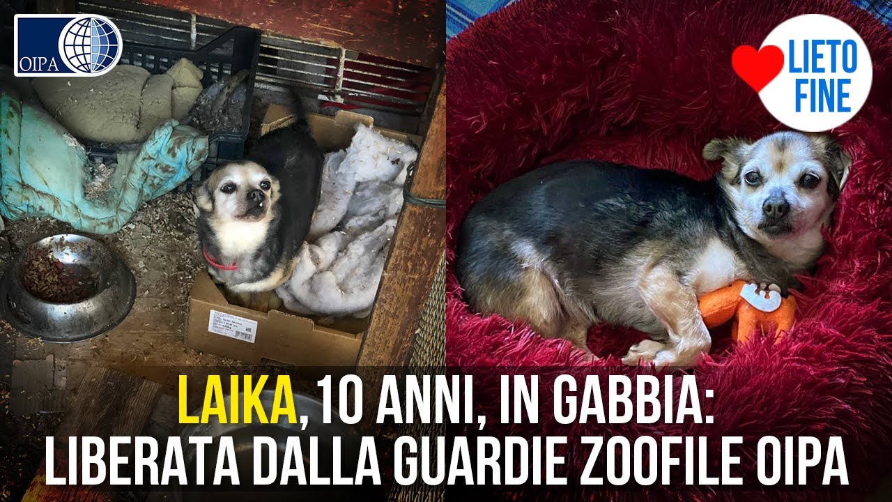 GUARDIE ZOOFILE OIPA liberano cagnolina di 10 anni rinchiusa in gabbia! Lieto fine per Laika