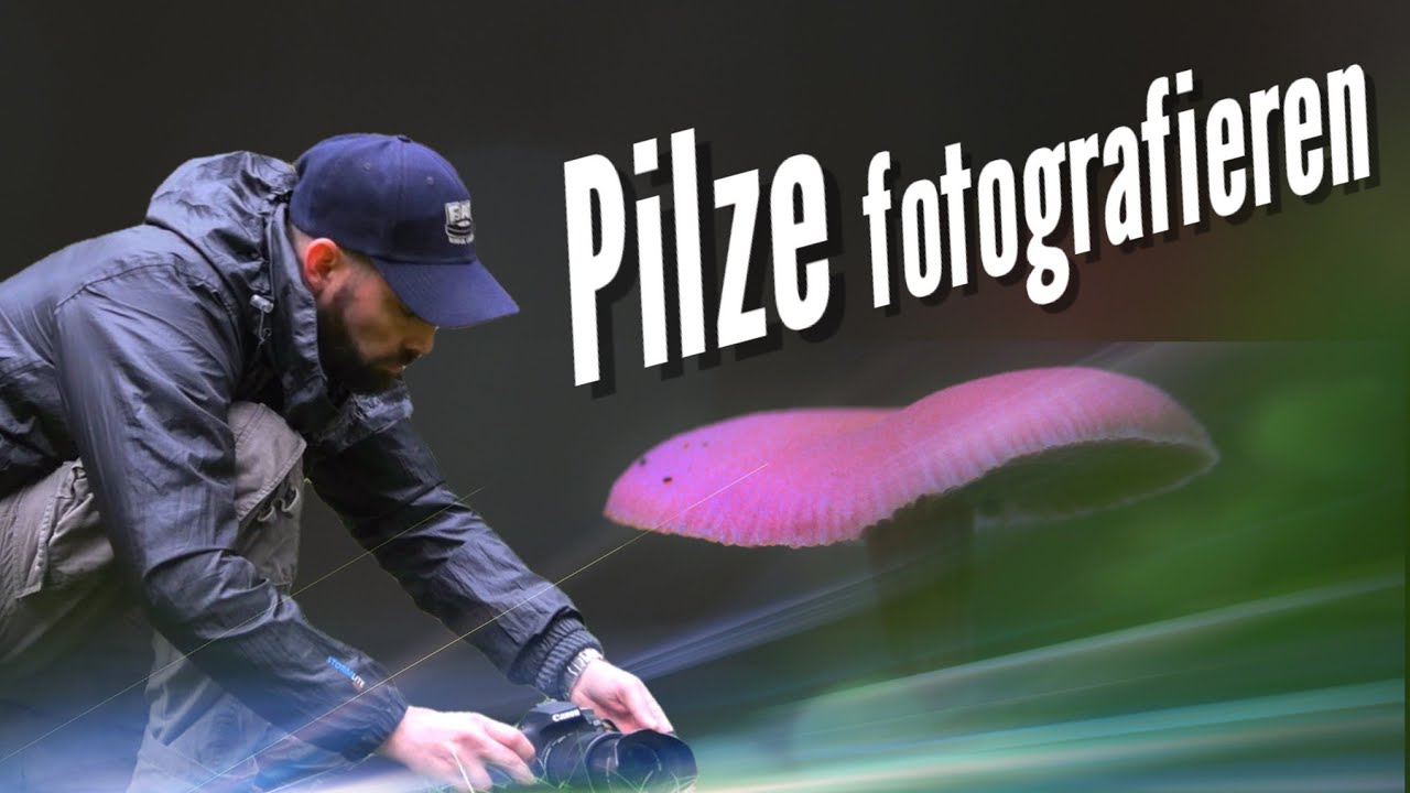 Pilze fotografieren | Pilzfotografie im Waldviertel