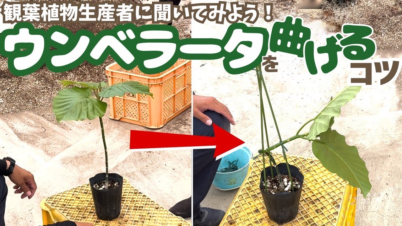 生産者に聞いてみよう！ウンベラータを曲げる方法【観葉植物】