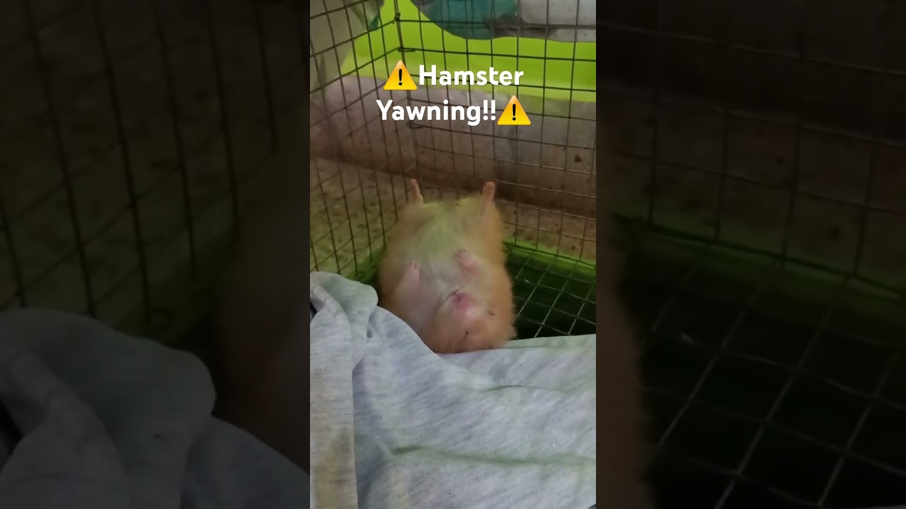 ⚠️ Hamster Yawning!!! 🐹 #hamsters #pets #shorts #fyp