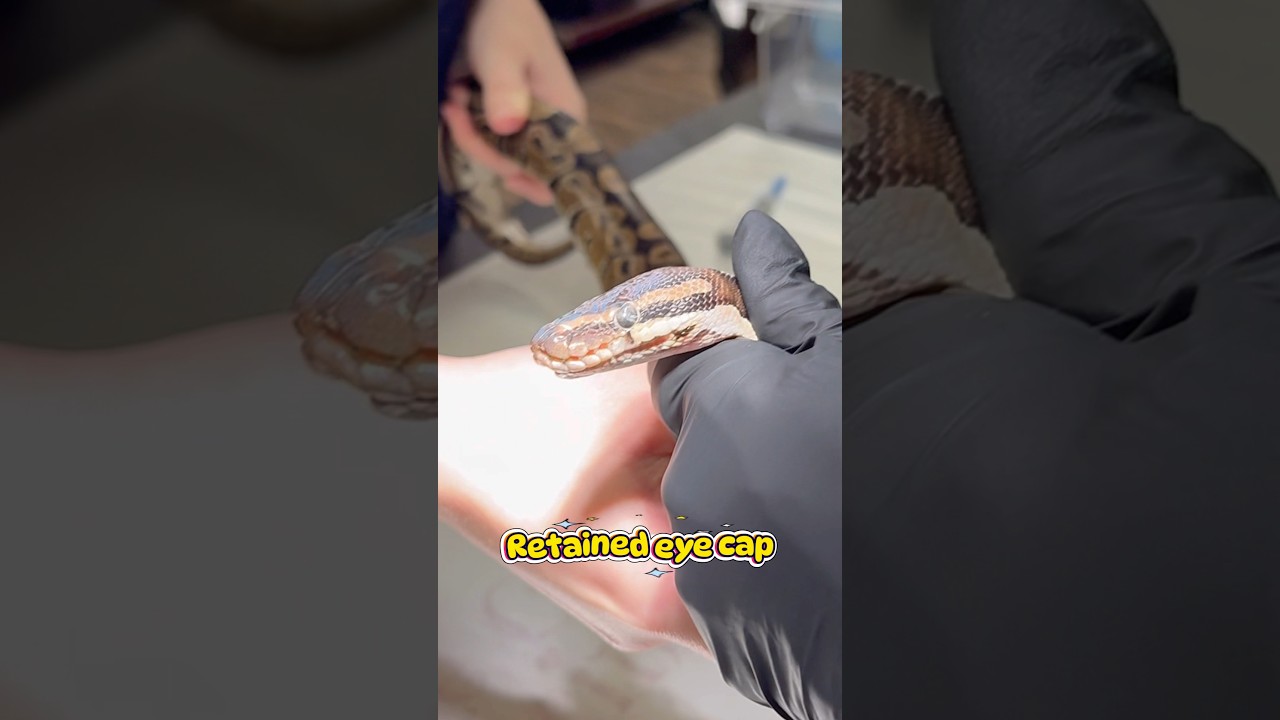 ￼ Snake with an retained eye cap problem