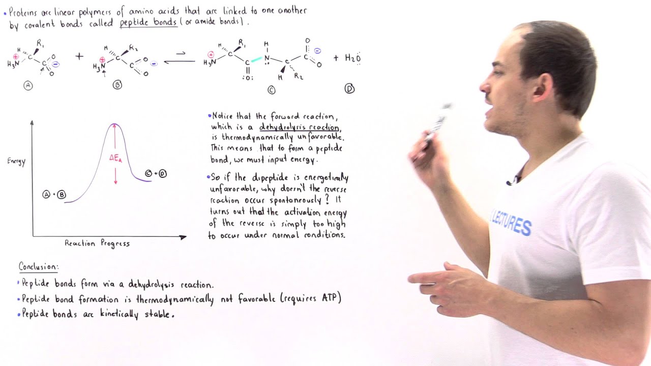 Peptide Bond Formation