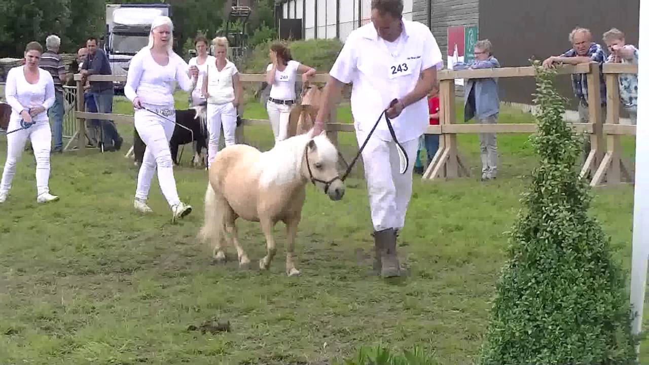 Shetlandkeuring 2016 SPF De IJsselstreek