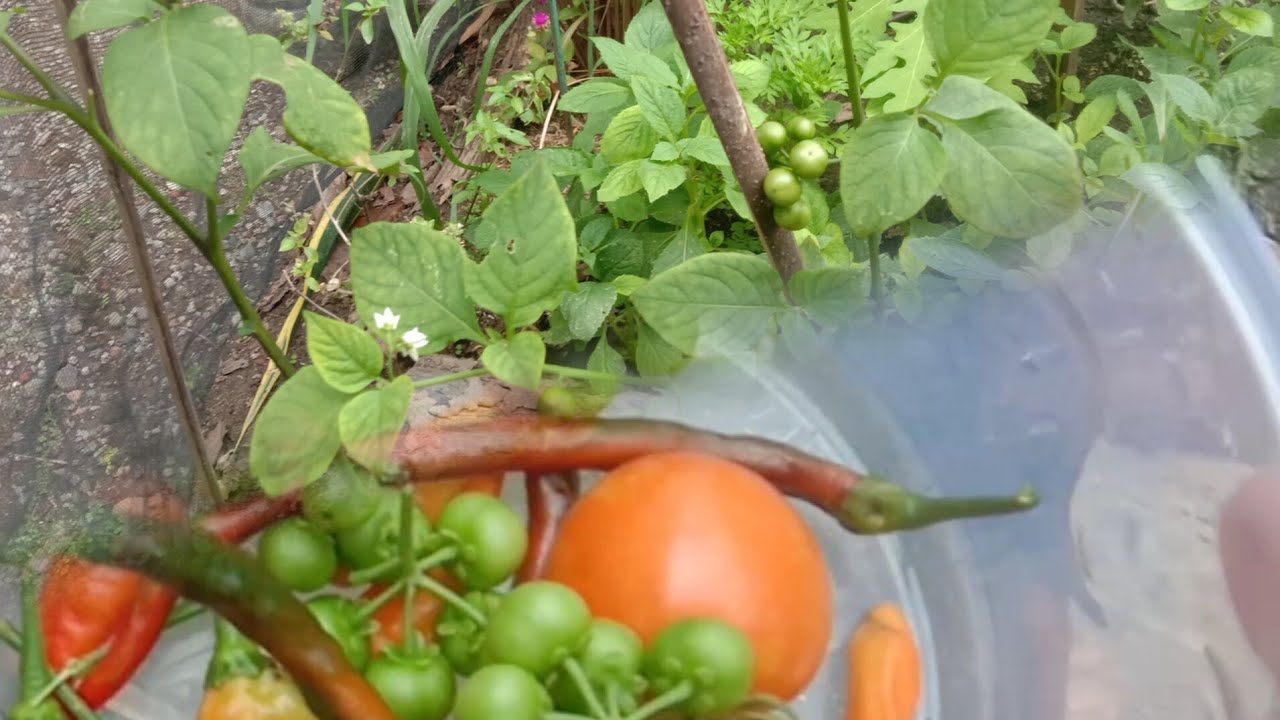 Ep 63 ada yang baru di kebun ku, panen lencak 