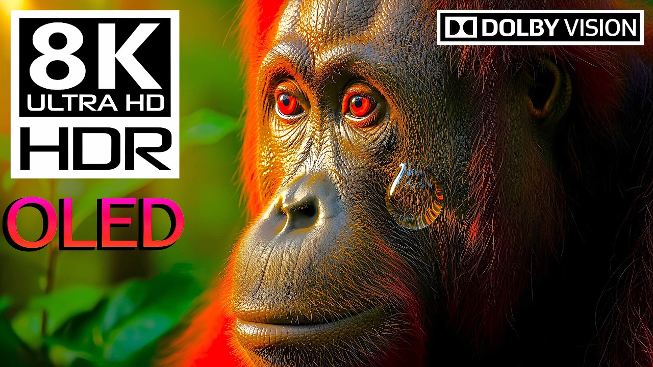 OLED Black Level Test: 8K HDR 60fps Wildlife Footage (Deep Blacks)