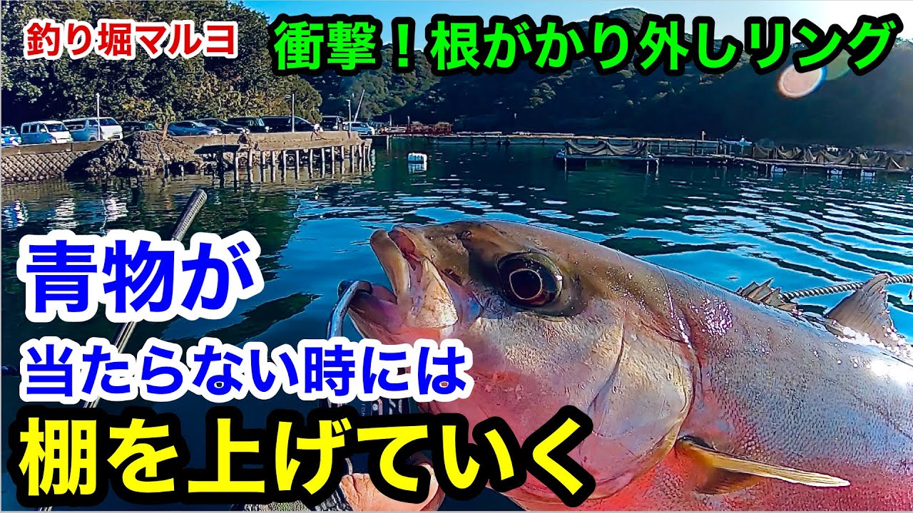 【海上釣堀マルヨ】青物が当たらない時には棚を上げていく！根がかり外しリング可能性秘める理想的衝撃的映像！@p.pochisan