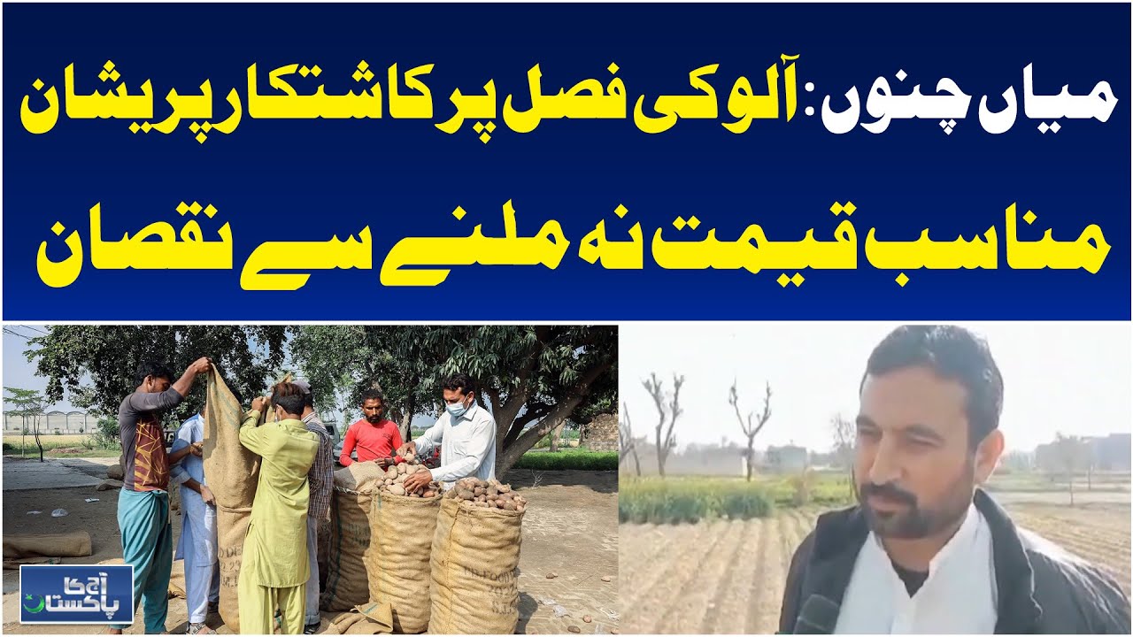 Potato Farmers in Mian Channu | Crop Losses Due to Low Prices | Punjab Agriculture - Aaj News