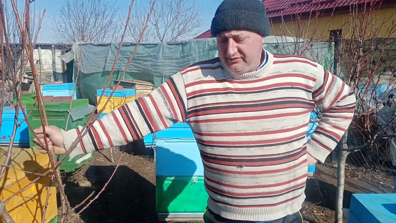 103. Suntem pe 06.02.2024 ,albinele fac un zbor de curățire.