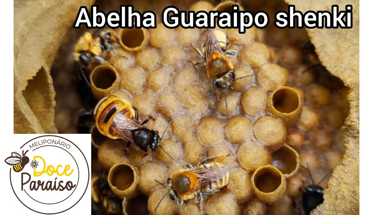 Abelha Guaraipo shenki (Melipona bicolor shenki): uma abelha nativa sem ferrão incrível!!